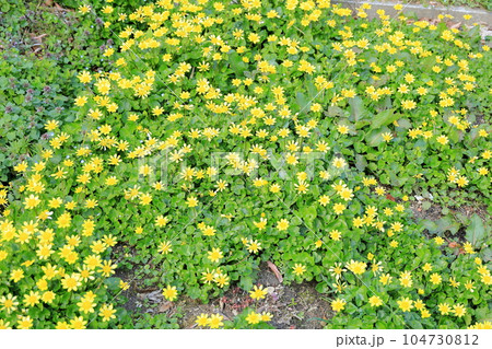 ヒメリュウキンカの花 104730812