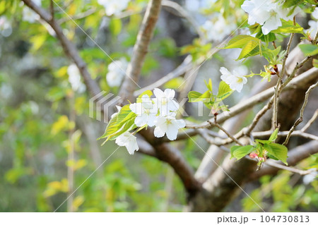 ヤマザクラの花 104730813