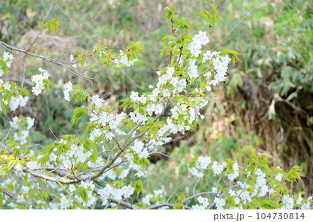 ヤマザクラの花 104730814