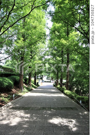 山手イタリア山庭園の並木道 104730827