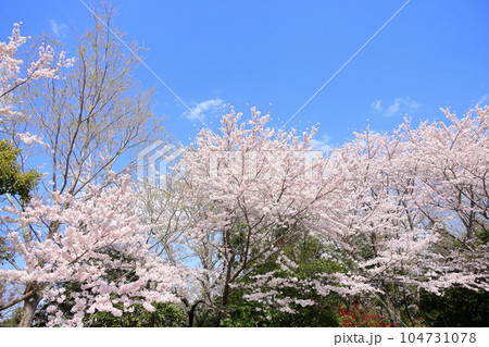 桜　ソメイヨシノ　満開 104731078