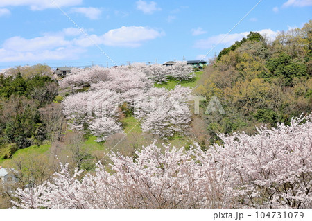 桜　ソメイヨシノ　満開 104731079