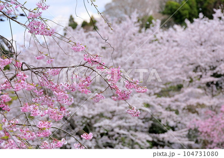 シダレザクラの花　満開 104731080