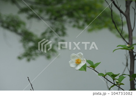 夏椿の花一輪 104731082