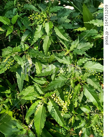 Close up of bloodberry plant  104731209