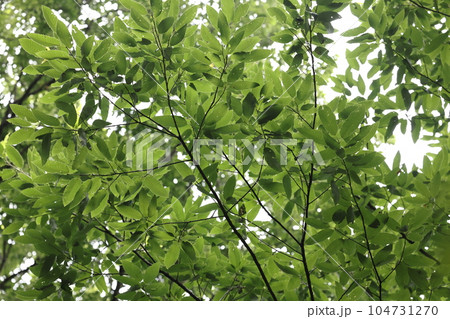 自然　植物　アベマキ、クヌギに似た姿。東北南部から四国、九州までの丘陵地や山地に自生しているようです 104731270