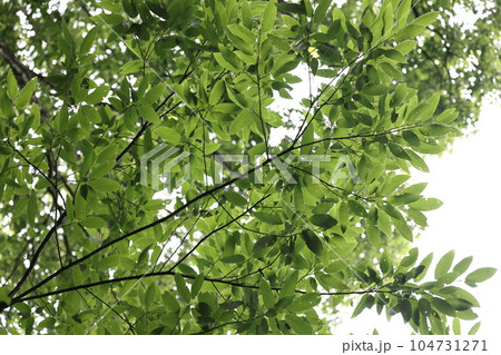 自然 植物 アベマキ、クヌギによく似た葉。違いは裏面が産毛に覆われ白っぽい事など 自然 植物 アベマキ、クヌギによく似た葉。違いは裏面が産毛に覆われ白っぽい事など 104731271