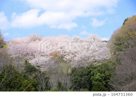 桜 ソメイヨシノ 満開 桜 ソメイヨシノ 満開 104731360