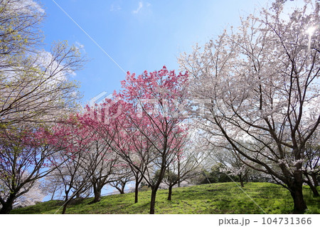 鮮やか ピンクの桜 満開 鮮やか ピンクの桜 満開 104731366