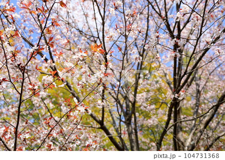 ヤマザクラの花 104731368