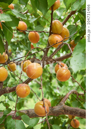 あんず あんず 104731466