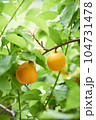 あんず 104731478