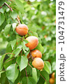あんず 104731479
