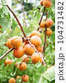 あんず 104731482