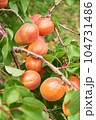 あんず 104731486