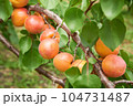 あんず 104731487