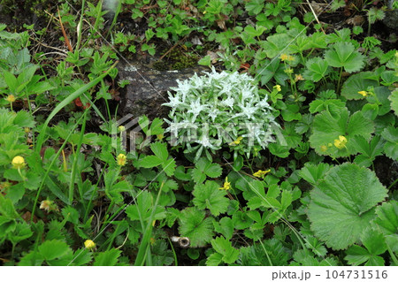 ミヤマウスユキソウの花咲く ミヤマウスユキソウの花咲く 104731516