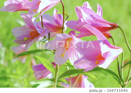 満開のヒメサユリ 104731640