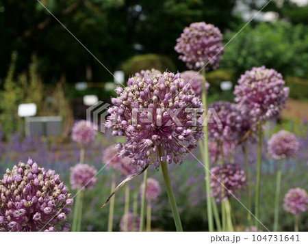 アリウムの花 104731641