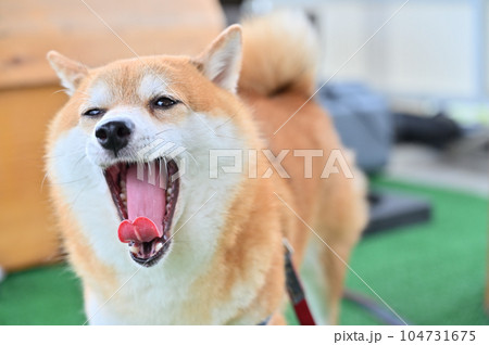 ふぁ～あ　大きなあくびをする豆柴　柴犬 104731675