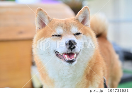笑顔が可愛い豆柴　柴犬 104731681