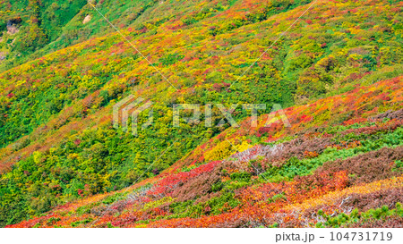 秋の栗駒山登山（中央コース）：神の絨毯 104731719
