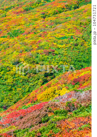 秋の栗駒山登山(中央コース):神の絨毯 秋の栗駒山登山(中央コース):神の絨毯 104731721