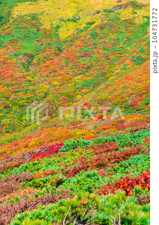 秋の栗駒山登山（中央コース）：神の絨毯 104731772