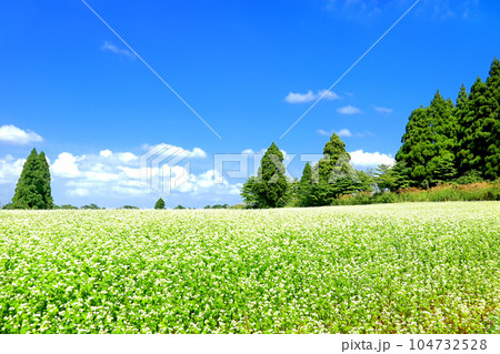 山本山高原のそば畑 104732528