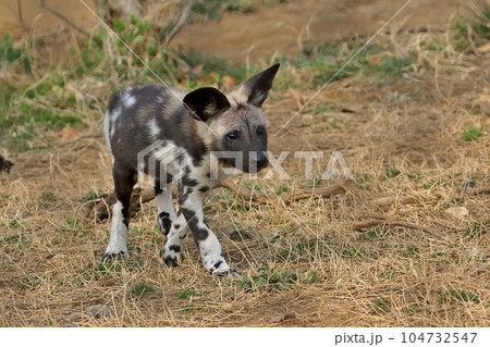 歩くリカオンの子供 歩くリカオンの子供 104732547