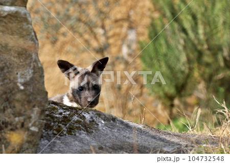 岩陰から顔を出したリカオンの子供 104732548