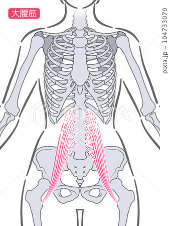 女性の大腰筋 104733070