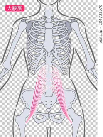 女性の大腰筋 104733070