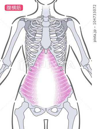 女性の腹横筋 104733072