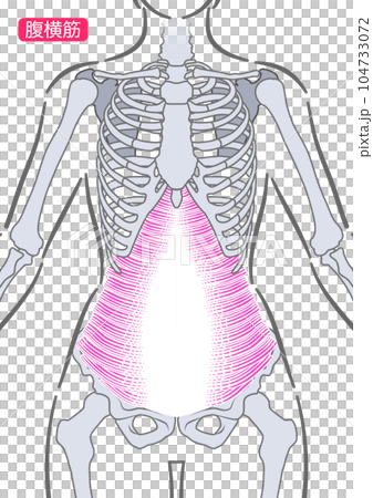 女性の腹横筋 104733072