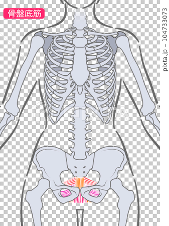 female pelvic floor muscles 104733073