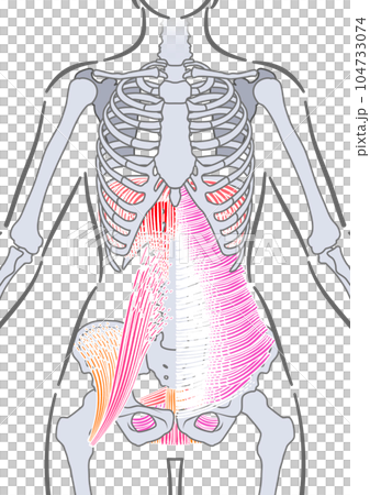 女性の体幹インナーマッスル 104733074
