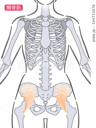 女性の腸骨筋 104733076