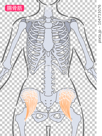 女性の腸骨筋 104733076