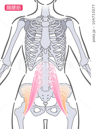 女性の腸腰筋 104733077