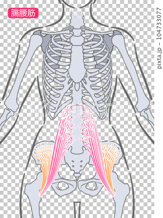 女性の腸腰筋 104733077