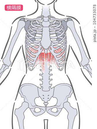 女性の横隔膜 女性の横隔膜 104733078