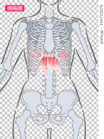 女性の横隔膜 女性の横隔膜 104733078