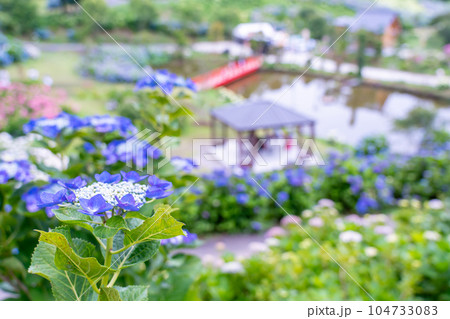 三重県津市 かざはやの里の紫陽花の咲く丘からの赤い橋と池の眺め 三重県津市 かざはやの里の紫陽花の咲く丘からの赤い橋と池の眺め 104733083