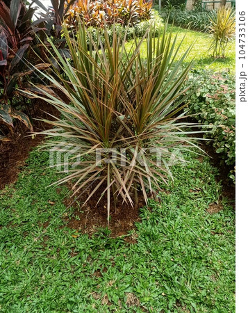 Close up of madagascar dragon tree plant  Close up of madagascar dragon tree plant  104733106