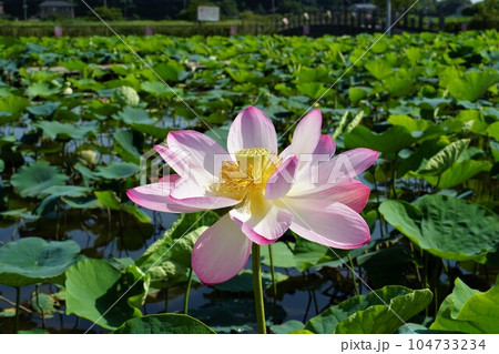 淡いピンク色の古代ハスの花が咲く利根親水公園の風景・アップ 淡いピンク色の古代ハスの花が咲く利根親水公園の風景・アップ 104733234