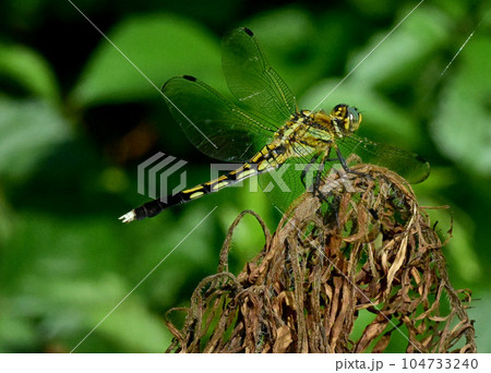 とんぼ 104733240