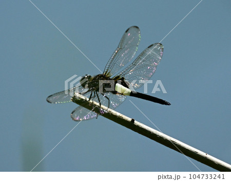 とんぼ 104733241