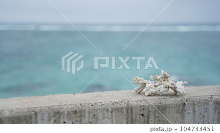 奄美大島の海辺の珊瑚 104733451