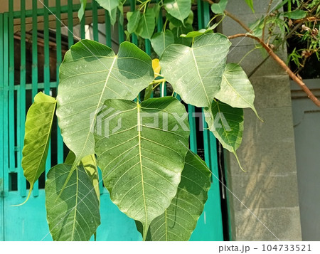 Close up of sacred fig plant Close up of sacred fig plant 104733521